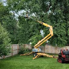 Tree and Shrub Care in Kentfield, CA