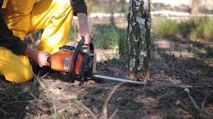 Best Tree Disease Treatment  in Kentfield, CA