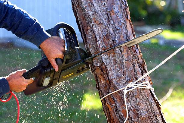 How Our Tree Care Process Works  in  Kentfield, CA