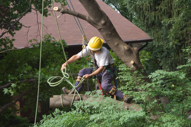 Best Lot and Land Clearing  in Kentfield, CA